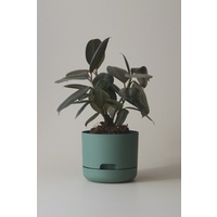 Selfwatering Plant Pots